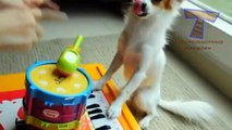 Funny animals playing instruments   Cute and funny animal compilation