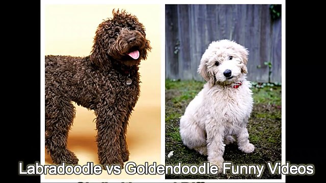 Labradoodle vs Goldendoodle Funny Videos - Similarities and Differences