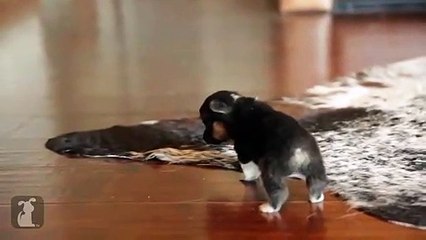 funny baby animals cute Funny video