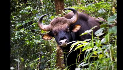 Creature_Countdown|Animals Documentary For Kids|Educational Videos