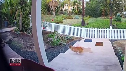 Corgi caught chasing coyote on home security camera