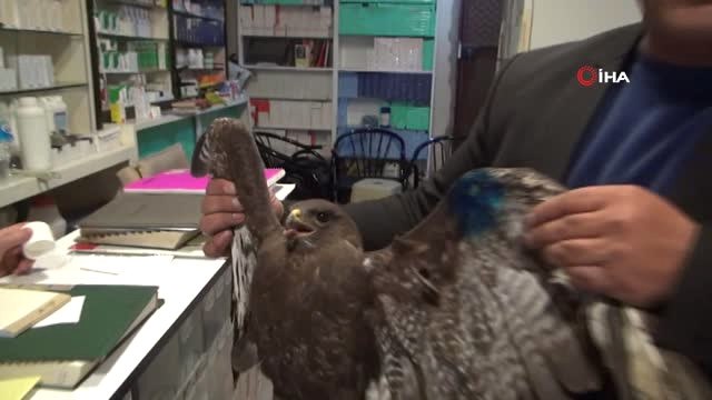 Tüfekle Vurulmuş Yaralı Şahin Çamura Saplanmış Halde Bulundu