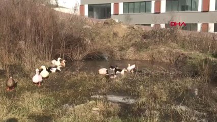 Yalova'da Kırmızı Renkli Su Birikintisi Ortaya Çıktı