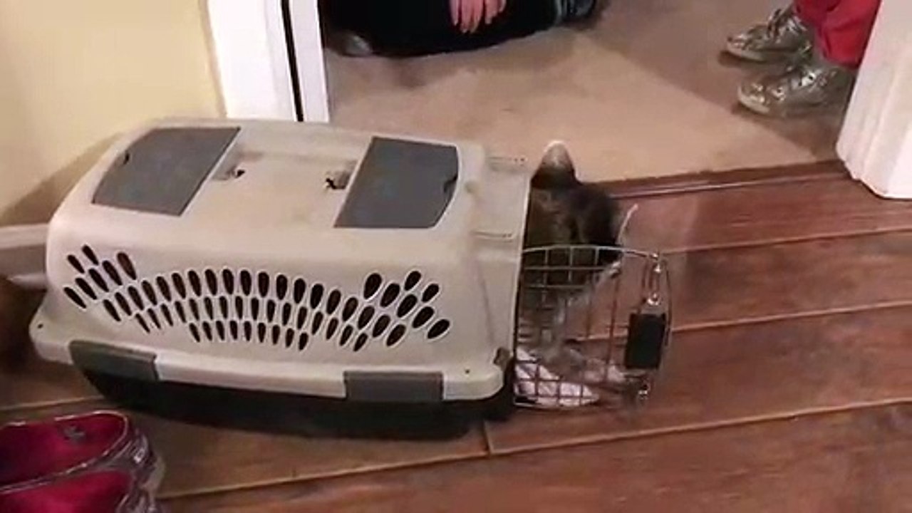 Un gros raton laveur sort d'une boite de transport