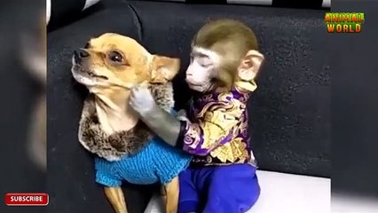 Love Story of Monkey and puppies,, Funny dude