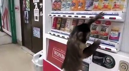 CleVer Monkey Buying A Softdrink By Himself