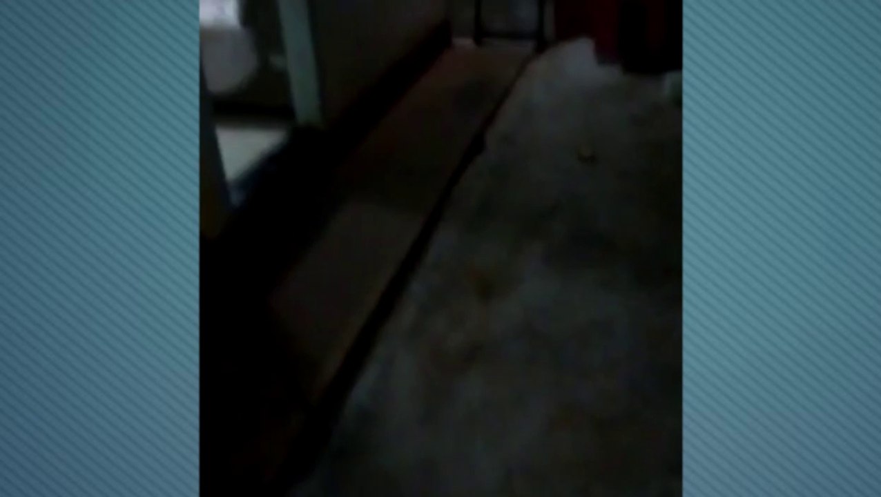 Cães da raça pitbull escapam de quintal e matam cadelinha de estimação da vizinha