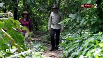 Mexique : l'un des plus anciens cacaos de la planète sauvé par un maître-chocolatier français