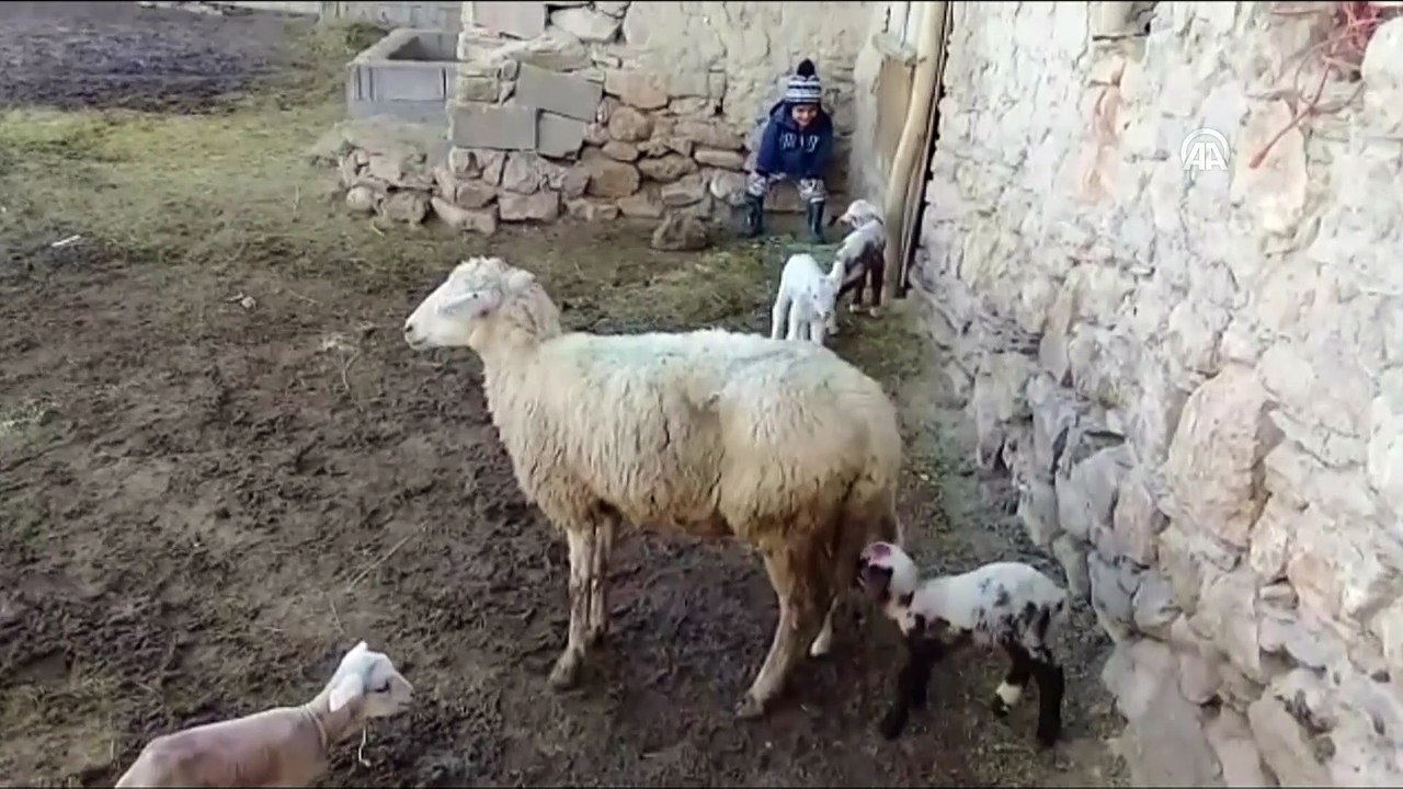Konya'da bir koyun tek batında 5 kuzu doğurdu