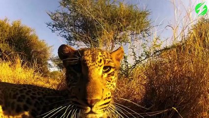 Un léopard trouve une GoPro et ne la lache plus