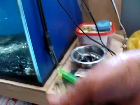 Un poisson à tête de serpent dévore ses proie à une vitesse folle dans son aquarium...