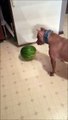 Un chien devient complètement fou pour une pastèque