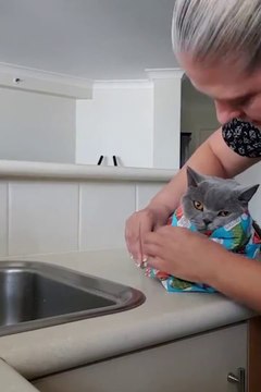 Elle vous montre comment bien emballer votre chat pour Noel...