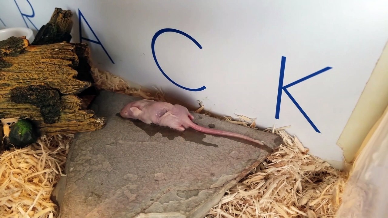 My Eastern Hognose Snake Eats a Mouse!