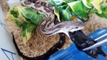Rat Snakes- Facts and Feeding!