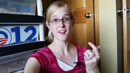 Did you know Snakes have Bellybuttons?!