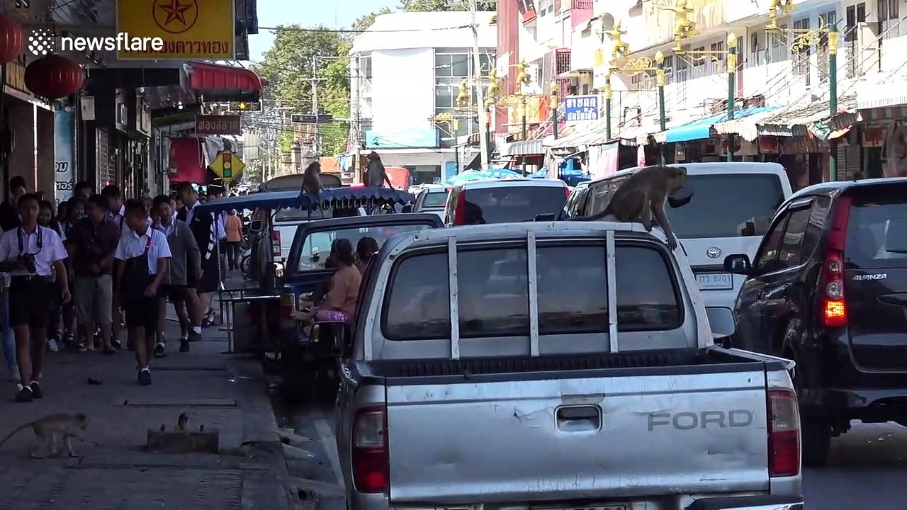 Planet Of The Apes: monkeys take over Thai street