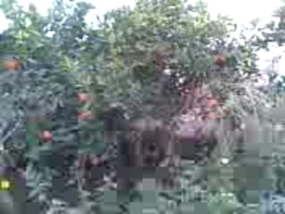 tigmmi