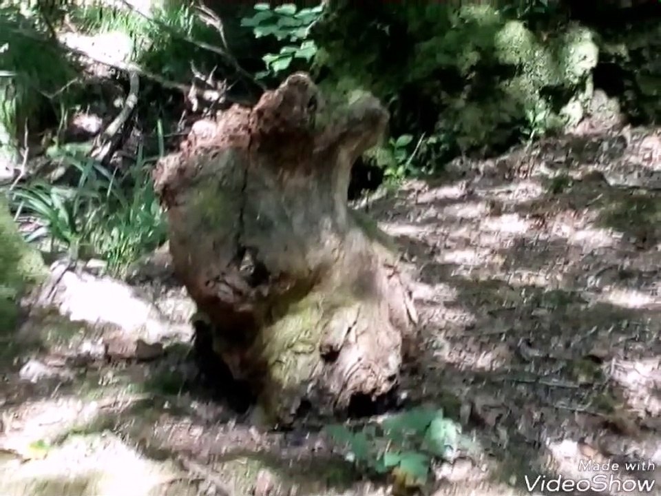 Interesting shaped tree trunks in the horseshoe woods on Whitehouse Farm Chichester
