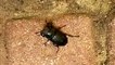 Large female stag beetle