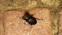 Large female stag beetle