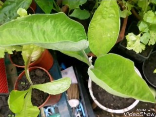 Lettuce, aubergine plant, tomato, parsley, cucumber