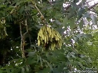 Long seed pods hanging from a tree