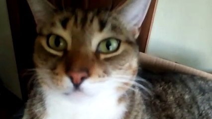 Male Egyptian bengal tabby sniffing the camera