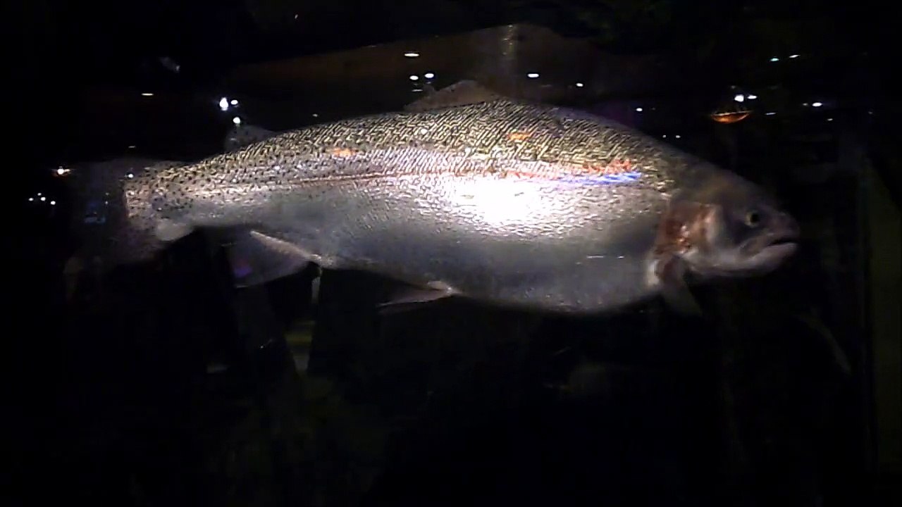 SLOW MOTION 76.FISHING DREAM COMES TRUE.