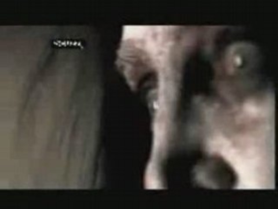 The agony scene - prey