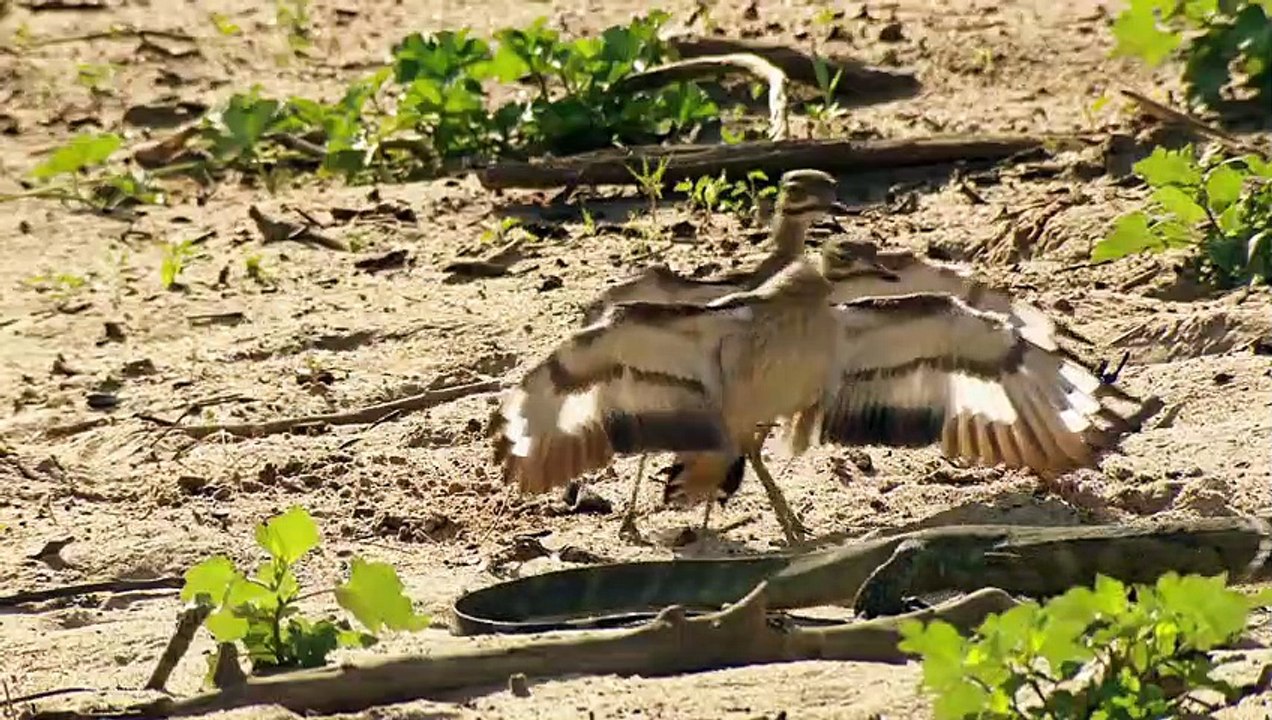 Bizarre Animal Appearances