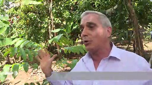 Con viejas recetas, español reforesta Amazonía peruana