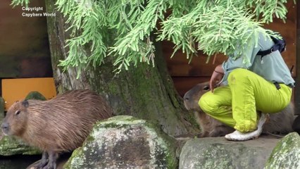 What Happened to Aoba Capybara