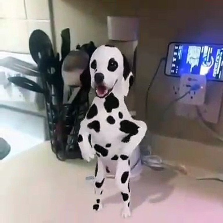 Funny Dog Dancing.. So Cool