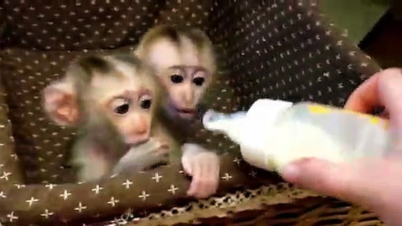 Cute Twin Monkey of Lavender.. Woah