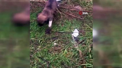 - Minik Kangal’ın beyin ameliyatı 3 saat sürdü