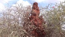 Somali'de 4 Metrelik Termit Gökdelenleri Görenleri Şaşırtıyor
