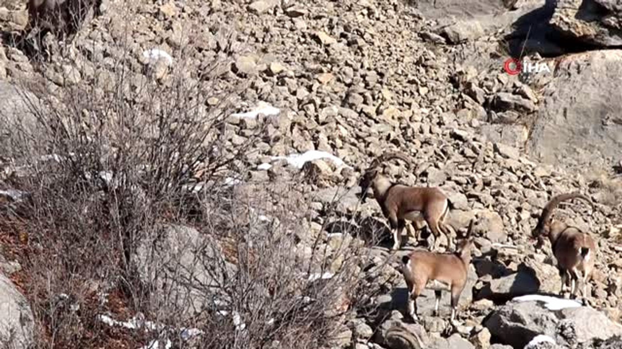 Gümüşhane Dağlarının Süsü Yaban Keçilerinin Her Hali Kamerada