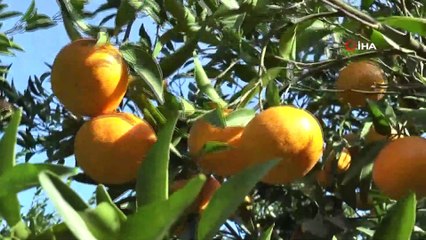 Bodrum’un sarı altını değer görmeyi bekliyor...Mandalina hasadı başladı, satışlar başlamadı