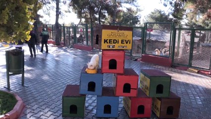 Eski ahşap seçim sandıkları kedilere yuva oldu - GAZİANTEP