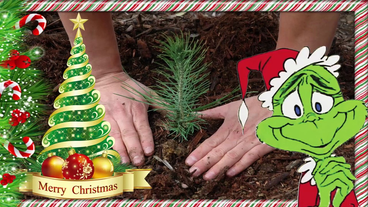 How to grow a Christmas (Pine) tree