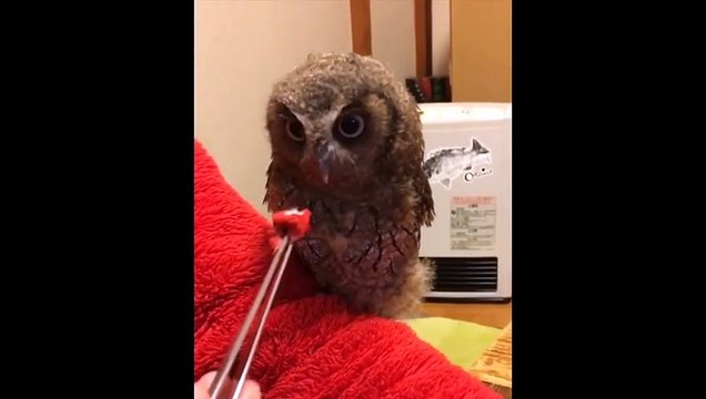 Funny Owls and Cute Owls Compilation #4