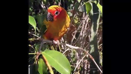 Funny Parrots and Cute Birds Compilation #15 - 2018