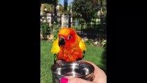 Funny Parrots and Cute Birds Compilation #16 - 2018