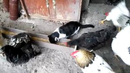 Kedi ile tavukların dostluğu...Hem tavukları gözetliyor, hem de onlarla birlikte yem yiyor