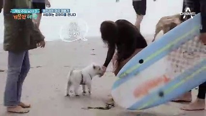 여유 만만! 이곳이 바로 서핑독 천국 델마 해변이다!