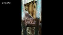 Pair of critically endangered Sumatran tigers born in Kinantan zoo in Indonesia