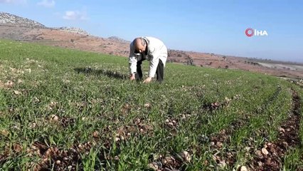 Aşırı Yağışlar Antep Fıstığını Suya Doyurdu