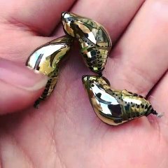 Golden Butterfly Cocoons Shine like a Mirror