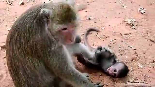 Funny Monkey Weaning Her Baby Monkey First Time